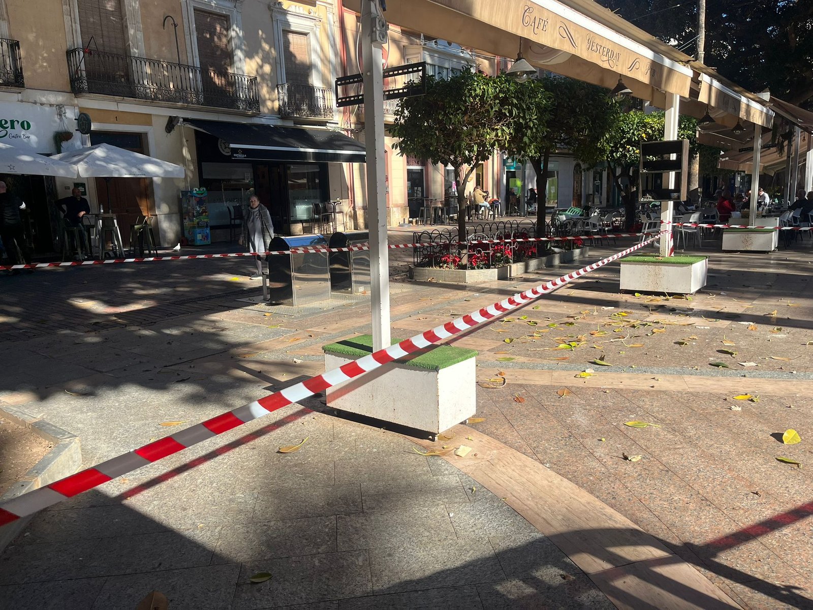 Demarcan un sector del ficus La Glorieta por seguridad