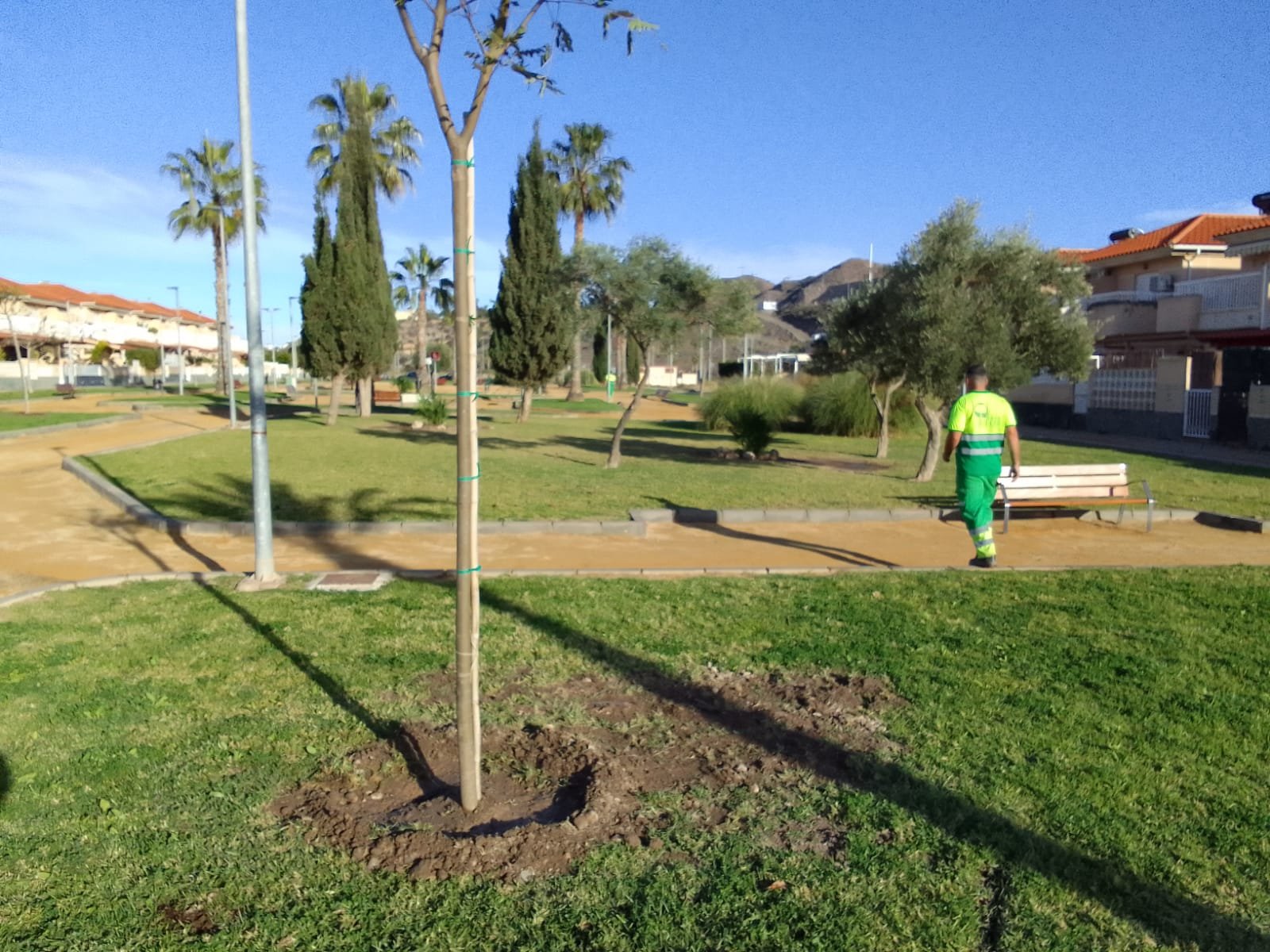La Concejalía de Áreas Verdes planta 25 árboles en Los Jardines