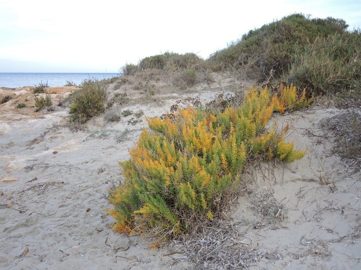 Esparguera de Mar menor (Asparagus macrarchizus)