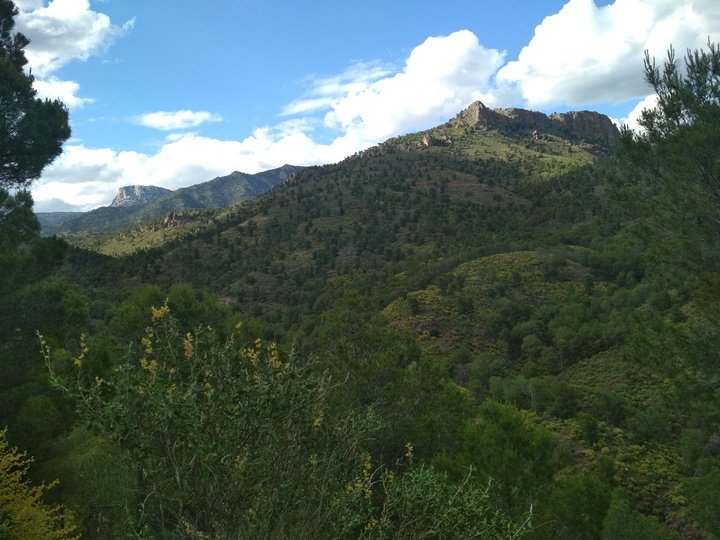 Árboles Monumentales en Sierra Espuña.