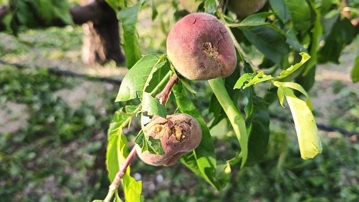 Imagen de archivo de fruta de hueso dañada por el granizo.