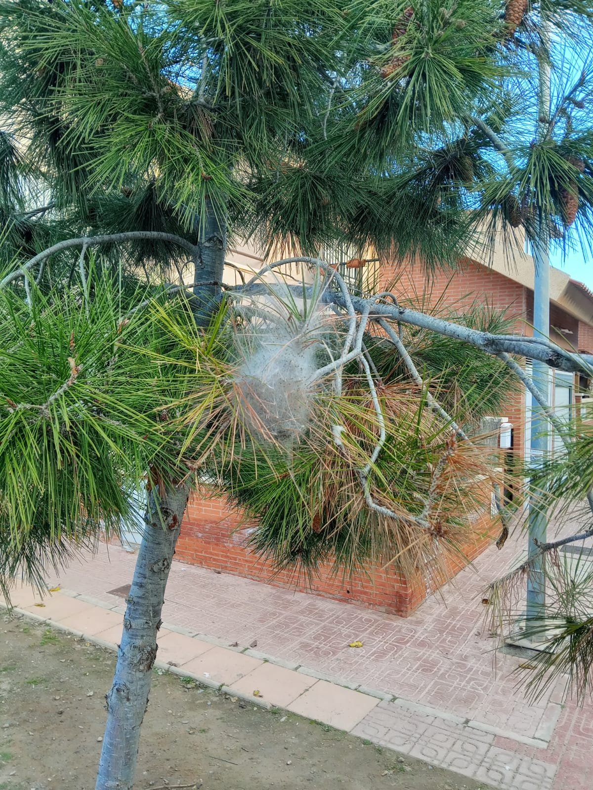 Aumentan los trabajos de vigilancia y control contra las plagas de procesionaria en pinos de los par...
