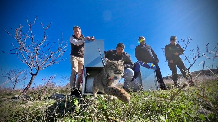 El presidente de la Comunidad, Fernando López Miras, liberó hoy dos ejemplares de lince ibérico en las Tierras Altas de Lorca