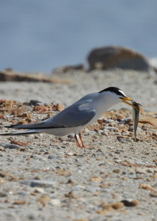 Ejemplar de charrán común en San Pedro del Pinatar, un ave marina y costera muy frecuente en playas, salinas y humedales, especialmente durante la...